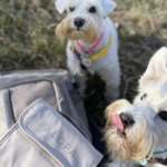 Botiquín de primeros auxilios para perros: 10 cosas que debes tener en casa
