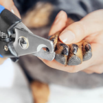 Mission possible : comment couper les griffes d'un chien qui frôle l'hystérie