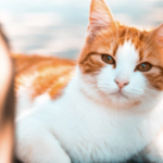 Der stille Killer: Erste Symptome der Harnwegserkrankung bei Katzen, die man nicht ignorieren darf