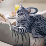 Le patounage : pourquoi les chats vous "pétrissent" avec leurs pattes et quand cela devient un symptôme alarmant