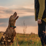 Magia del clicker: cómo enseñar a tu perro una obediencia perfecta en 15 minutos al día