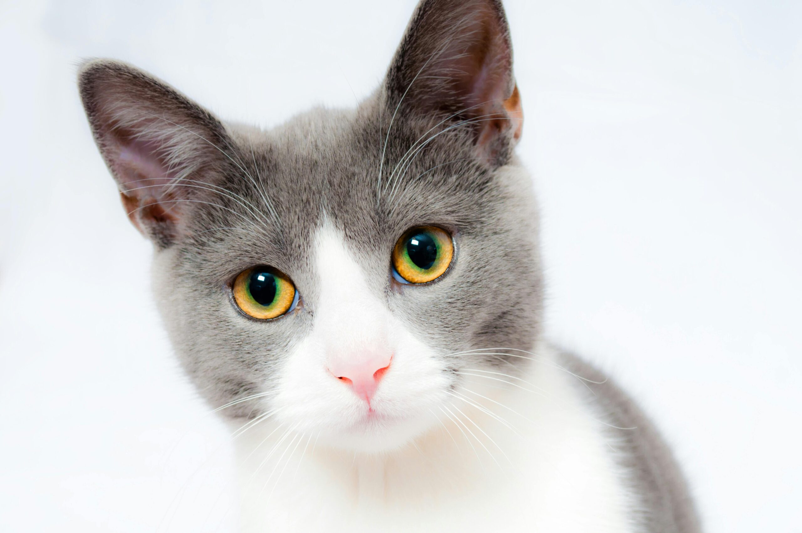 A cat sits sadly near its plastic litter box in the bathroom