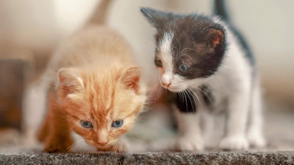 Persona ofreciendo una golosina a un gatito