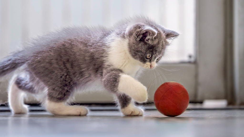 Gatito jugando con un juguete durante su etapa de socialización