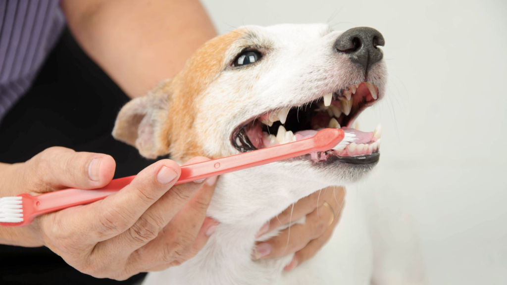 Puppy with a chew toy