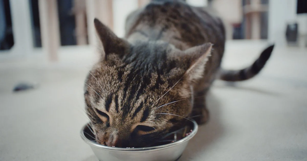 A fluffy cat enjoying wet food from a clean bowl