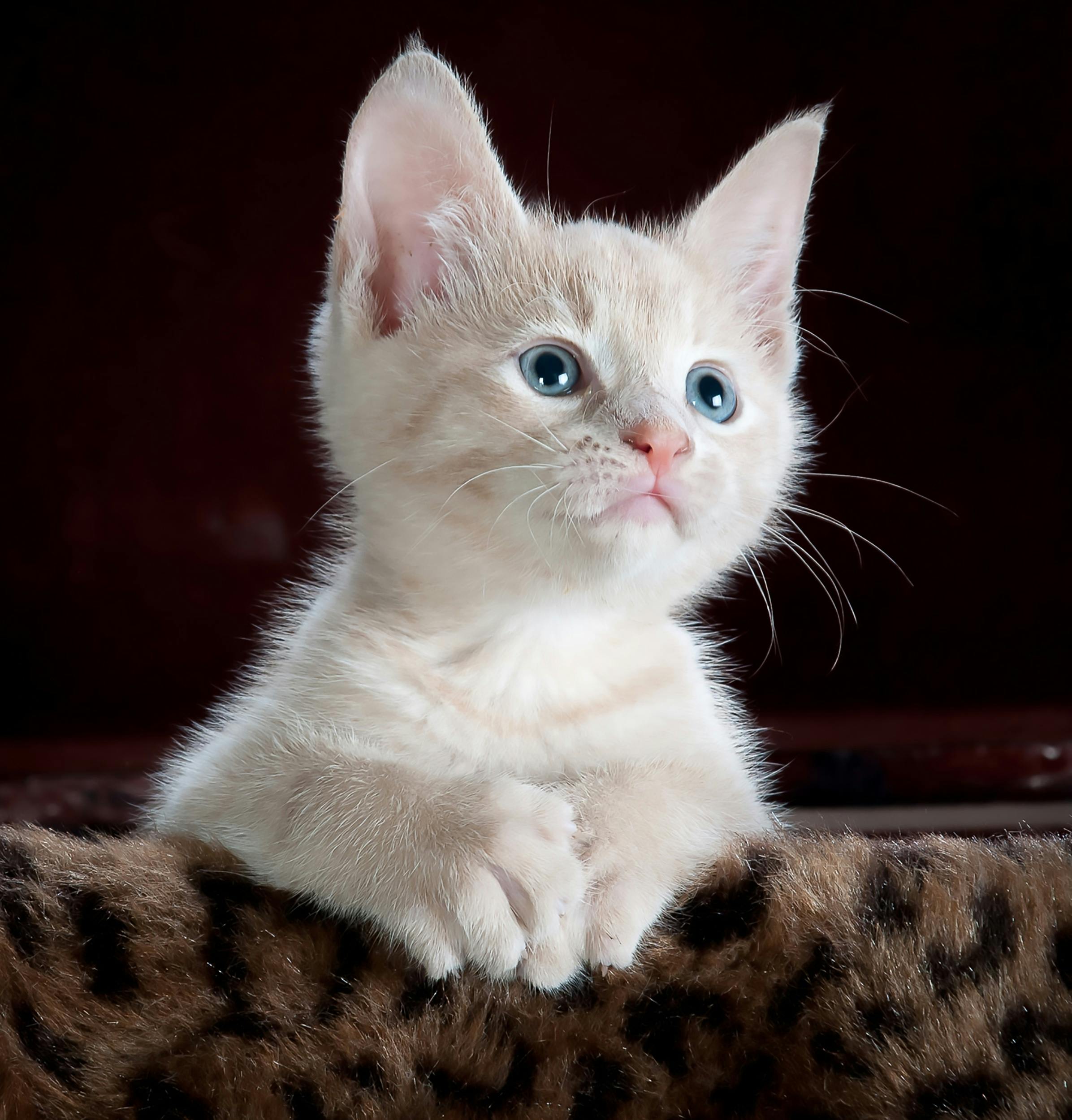 A small sad kitten sitting on a carpet