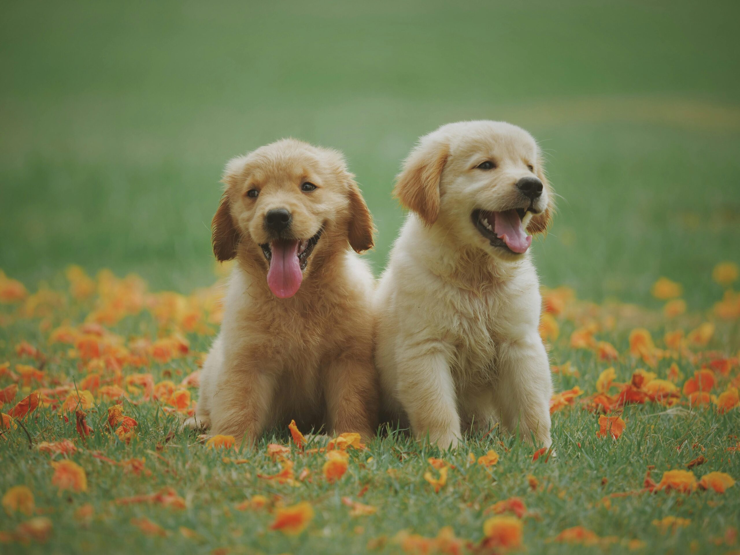 Two puppies playing together
