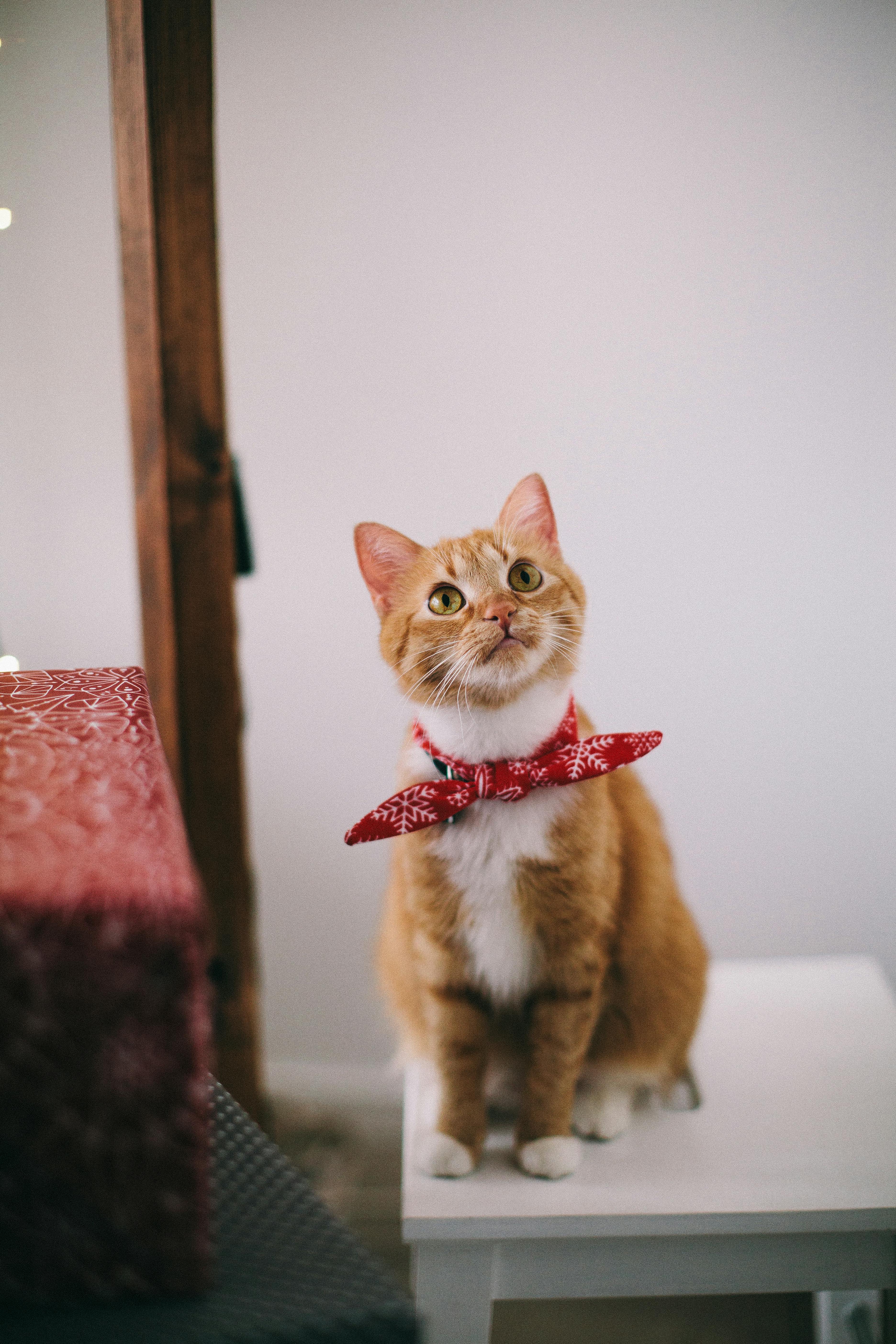 A realidade da nutrição felina Gato sentado ao lado de um recipiente de comida seletivo