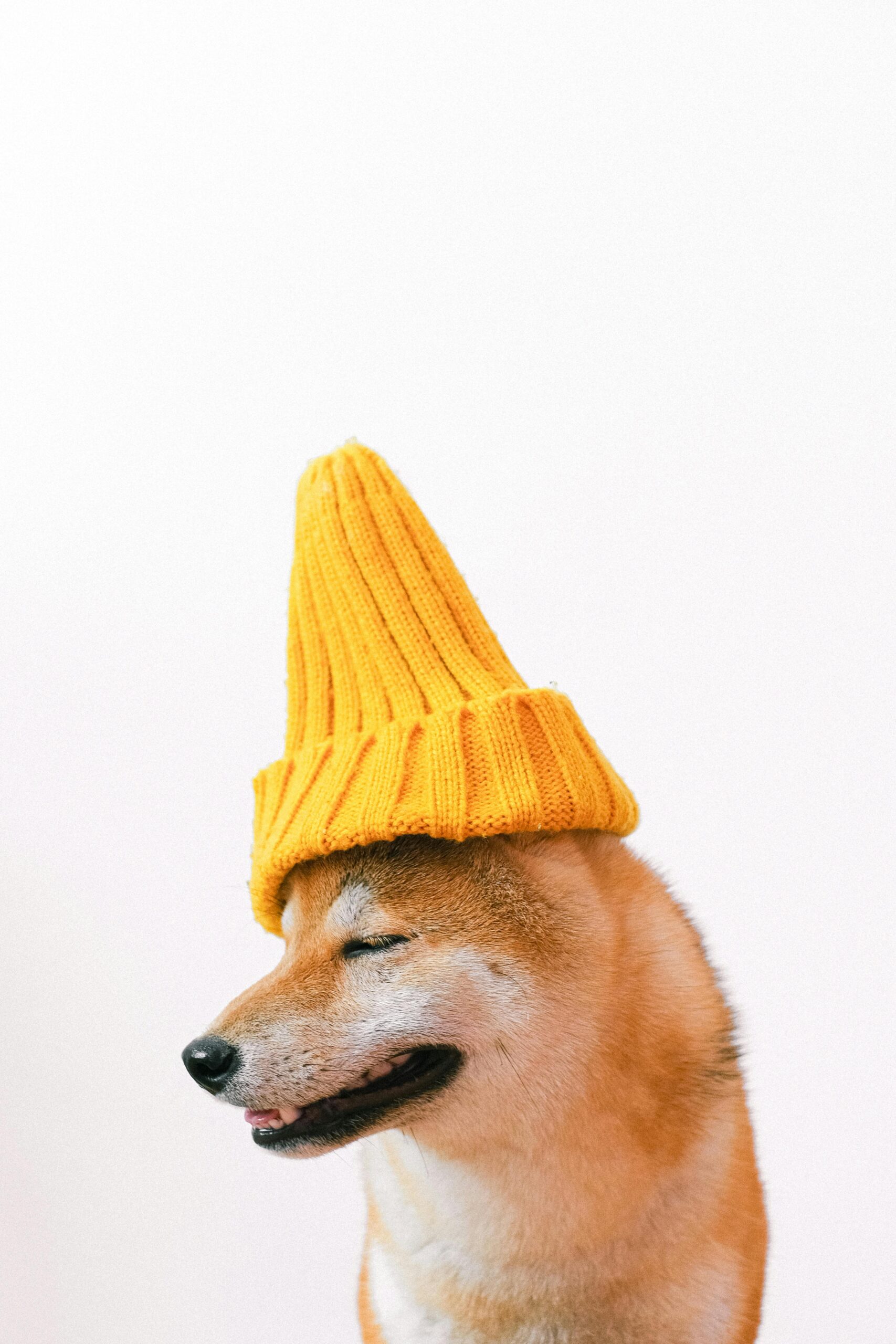 Application de cire protectrice sur les pattes d'un chien