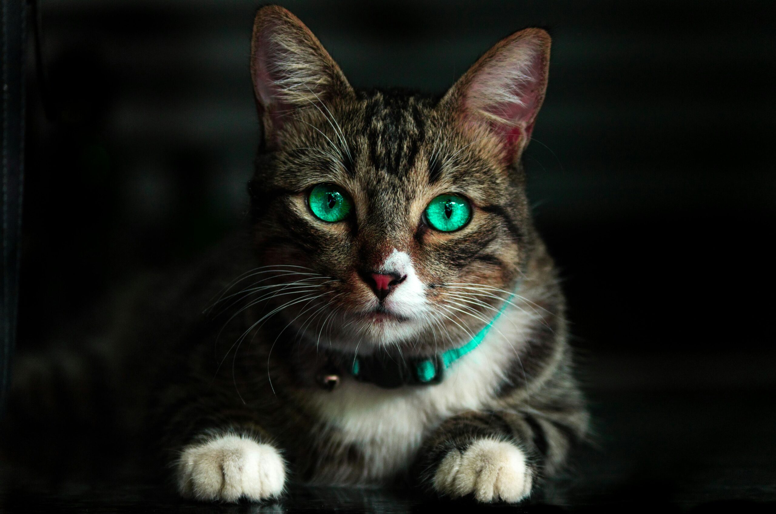 Primer plano de los ojos de un gato