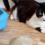 La catastrophe hors de la litière : 7 raisons pour lesquelles un chat propre ignore soudain sa maison de toilette
