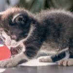 La fenêtre des possibles : comment bien socialiser un chaton durant ses premiers mois pour éviter l’agressivité