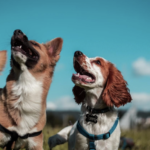 Introverti ou marathonien ? Test rapide : quelle race de chien correspondrait parfaitement à votre style de vie