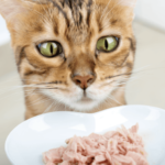 Croquettes ou pâtée ? Démystifier les discours marketing sur l'alimentation quotidienne des chats
