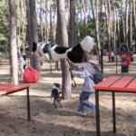 Guide de survie au parc à chiens : comment éviter les bagarres et les drames entre proprios