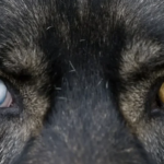 Yeux dans les yeux : Pourquoi il ne faut jamais fixer un chien inconnu (même s'il a l'air amical)