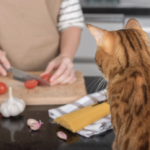 Bienfait ou poison ? Top 10 des aliments du quotidien qui détruisent en silence le foie de votre chat
