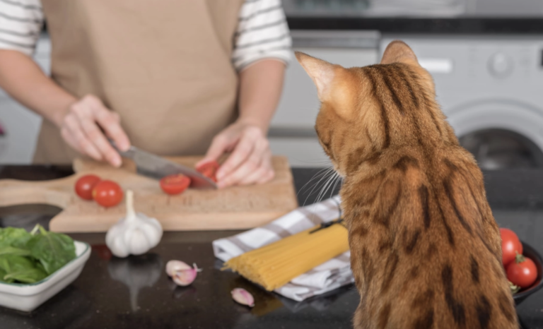 Beneficiu sau otravă? Top 10 alimente obișnuite din frigiderul tău care ucid în liniște ficatul pisicii
