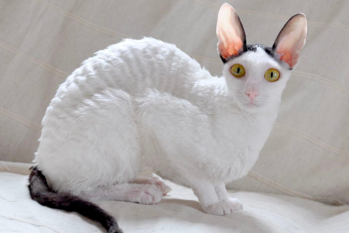 Un chat se léchant soigneusement le pelage