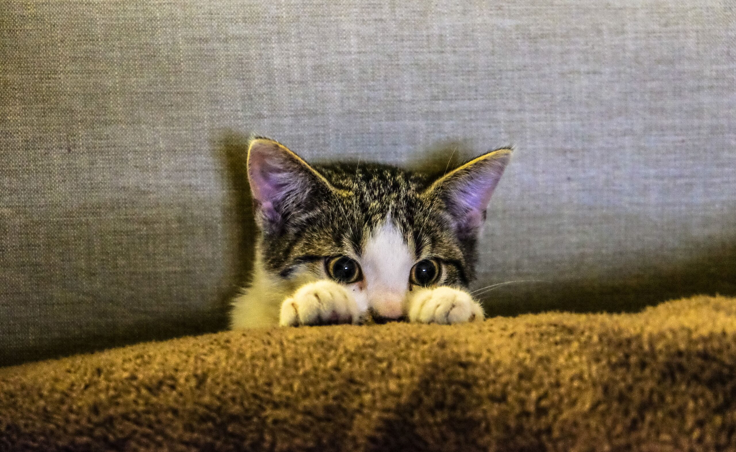 A small kitten playing with a toy
