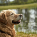 Le chien introverti : 5 signes subtils que votre compagnon n'est pas fan des mondanités canines