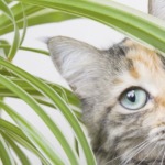 Unsichtbare Killer auf dem Fensterbrett: 10 Zimmerpflanzen, die für Ihre Katze tödlich sein können