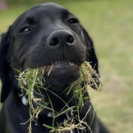 Pourquoi les chiens mangent de l'herbe en promenade : 5 raisons de vétérinaires qui n'ont rien à voir avec la faim